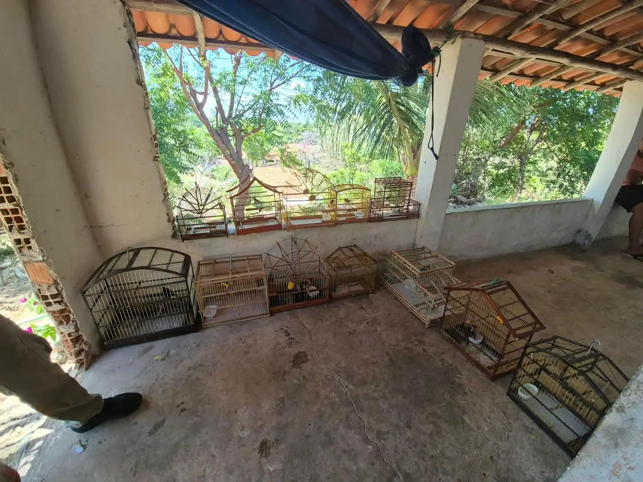 PM e Ibama apreendem 12 aves silvestres mantidas em cativeiro em Ilha Grande, no litoral do Piauí